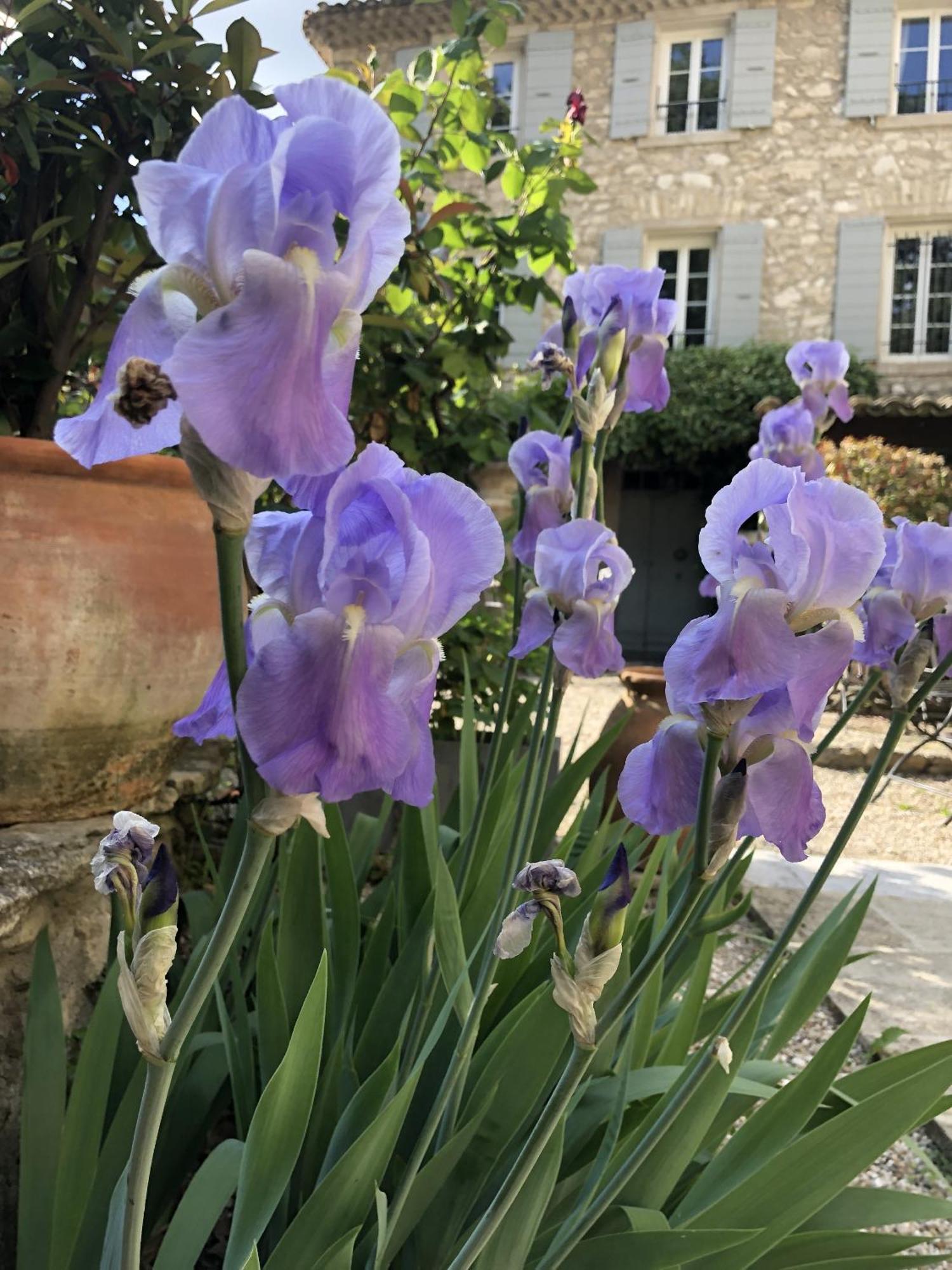 La Figuiere Fontaine De Vaucluse Bed & Breakfast エクステリア 写真